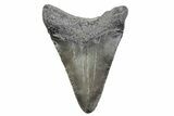 Serrated, Juvenile Megalodon Tooth - South Carolina #370180-1